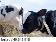portrait of cute little holshtain calves standing near hay. nursery on a farm. Стоковое фото, агентство Ingram Publishing / Фотобанк Лори