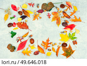 Fallen autumn leaves, herbarium. Autumn yellow and red leaves. Herbarium, collection of colorful autumnal leaves. Стоковое фото, агентство Ingram Publishing / Фотобанк Лори