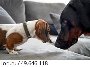 Close-up of doberman pinscher and miniature dachshund puppy dogs facing each other nose to nose                               . Стоковое фото, агентство Ingram Publishing / Фотобанк Лори