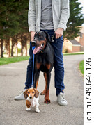Doberman Pinscher and Miniature Dachshund puppy dogs standing with owner while out on a walk                               . Стоковое фото, агентство Ingram Publishing / Фотобанк Лори