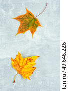 Fallen autumn leaves, herbarium. Autumn yellow and red leaves. Copy space. Herbarium, collection of autumn leaves. Стоковое фото, агентство Ingram Publishing / Фотобанк Лори