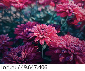 Closeup red chrysanthemum flowers in the garden with morning dew drops on the petals. Beautiful, crimson floral bouquet background. Стоковое фото, агентство Ingram Publishing / Фотобанк Лори