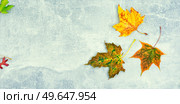 Fallen autumn leaves, herbarium. Colorful autumn leaves. Copy space. Herbarium of autumn leaves. Стоковое фото, агентство Ingram Publishing / Фотобанк Лори