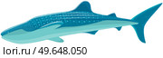 Large predatory marine fish. Ravenous animal living in sea or ocean. Whale shark isolated on white. Raptorial whale shark wild nautical animal dangerous fish. Cold-blooded predator vector illustration. Raptorial whale shark wild nautical animal dangerous fish. Cold-blooded predator living in ocean. Стоковая иллюстрация, агентство Ingram Publishing / Фотобанк Лори