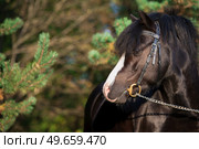 portrait of  wonderful black welsh pony against pine trees. close up. Стоковое фото, агентство Ingram Publishing / Фотобанк Лори