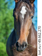 portrait of  beautiful sportive mare grazing at freedom in pasture. close up. Стоковое фото, агентство Ingram Publishing / Фотобанк Лори