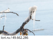 Icicles on a branch in the winter by the sea on a brigh and cold day. Стоковое фото, агентство Ingram Publishing / Фотобанк Лори