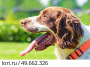 Close up of a springer spaniel dog with the tongue out of the mouth on a hot day. Стоковое фото, агентство Ingram Publishing / Фотобанк Лори
