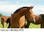portrait of beautiful bay young mare posing freely at pasture around herd.  sunny summer day. Стоковое фото, агентство Ingram Publishing / Фотобанк Лори