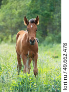  chestnut foal grazing  at pasture freely. summer sunny day. Стоковое фото, агентство Ingram Publishing / Фотобанк Лори
