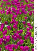 in spring fields of purple tulips bloom in Europe. Стоковое фото, агентство Ingram Publishing / Фотобанк Лори