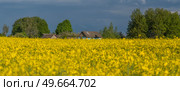 yellow rapeseed fields bloom in spring. Belarus. Стоковое фото, агентство Ingram Publishing / Фотобанк Лори