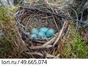 nest with blue eggs of a bird Thrush. wildlife. Стоковое фото, агентство Ingram Publishing / Фотобанк Лори