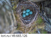nest with blue eggs of a bird Thrush. wildlife. Стоковое фото, агентство Ingram Publishing / Фотобанк Лори