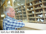 a man during collection of pigeons. Стоковое фото, агентство Ingram Publishing / Фотобанк Лори