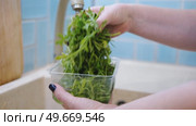 Close up of woman washing fresh green salad leaves under the faucet in stylish kitchen sink, splashes. Female hands rinsing lettuce with tap water. Food safety. Vegan vegetable leaf salad preparation. Стоковое видео, видеограф Марина Демидюк / Фотобанк Лори