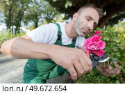 middle-aged gardener pruning a rose with secateurs. Стоковое фото, агентство Ingram Publishing / Фотобанк Лори