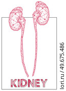 Polygonal human kidneys made of red lines and dots. Medical research of internal organs, innovative approach concept. Organ of human urinary system. Modern depiction of kidney for urine excretion. Polygonal human kidneys made of red lines and dots. Organ for urine excretion, human urinary system. Стоковая иллюстрация, агентство Ingram Publishing / Фотобанк Лори