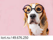 Curious beagle dog wearing glasses on pink isolated background. Education concept, back to school. Стоковое фото, фотограф Виктория Тельминова / Фотобанк Лори