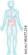 Polygonal human body with red stomach and intestines. Treatment of diseases of gastrointestinal tract. Medical research of internal organ, innovative approach concept. Organ of human digestive system. Polygonal human body with red stomach and intestines. Treatment of gastrointestinal tract diseases. Стоковая иллюстрация, агентство Ingram Publishing / Фотобанк Лори