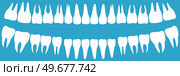 Human tooth crown and root. Two rows of upper and lower teeth. Molars and anterior teeth, outline of bones of oral cavity. Oral hygiene, dental care, medicine concept. Structure of human jaw. Molars and anterior teeth, outline of bones of oral cavity. Human tooth crown and root in jaw. Стоковая иллюстрация, агентство Ingram Publishing / Фотобанк Лори