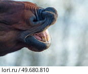 motion portrait of sniffing bay stallion. close up. Стоковое фото, агентство Ingram Publishing / Фотобанк Лори