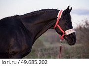 art portrait of beautiful black horse posing at evening. close up. . Стоковое фото, агентство Ingram Publishing / Фотобанк Лори