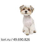 Puppy Maltese lapdog isolated on white background. Стоковое фото, фотограф Корнеев Вячеслав / Фотобанк Лори