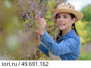 young woman wearing apron touching vineyard. Стоковое фото, агентство Ingram Publishing / Фотобанк Лори