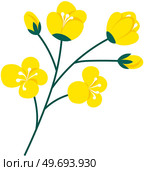 Flowering stalk of yellow rape flowers. Wild field grass. Concept of rapeseed oil or garden. Spring blossom element for card design. Delicate flowers with green leaves vector isolated on white. Flowering stalk of yellow rape flowers. Wild field grass. Concept of rapeseed oil or garden. Стоковая иллюстрация, агентство Ingram Publishing / Фотобанк Лори