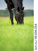portrait of grazing black horse in the field. cloudy , raining summer day. Стоковое фото, агентство Ingram Publishing / Фотобанк Лори