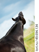 portrait of black stallion sniffing at pasture. close up. Стоковое фото, агентство Ingram Publishing / Фотобанк Лори