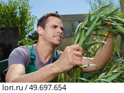 male gardener working in residential garden. Стоковое фото, агентство Ingram Publishing / Фотобанк Лори