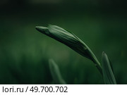 Нераспустившийся бутон с прямыми линиями. Стоковое фото, фотограф Александра Плискова / Фотобанк Лори