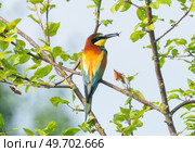 Multicolored bee-eater resting on a branch. Стоковое фото, фотограф Игорь Кляхин / Фотобанк Лори