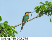 Bee-eater perched on a branch with a dragonfly in its beak. Стоковое фото, фотограф Игорь Кляхин / Фотобанк Лори