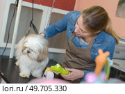 dog grooming - english bulldog getting groomed on white background. Стоковое фото, агентство Ingram Publishing / Фотобанк Лори
