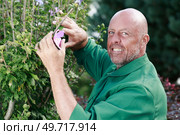 happy professional male gardener pruning hedge. Стоковое фото, агентство Ingram Publishing / Фотобанк Лори