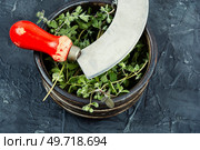 Marjoram, a hot spice with herb knife, medicinal plant. Origanum majorana. Fresh marjoram leaves on the table. Стоковое фото, агентство Ingram Publishing / Фотобанк Лори