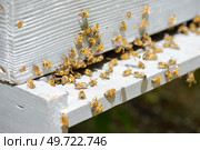 Closeup of bees on a hive. Стоковое фото, агентство Ingram Publishing / Фотобанк Лори