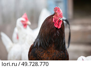 Luxurious black rooster walks with white hens on the farm. Стоковое фото, фотограф Лазаренко Светлана / Фотобанк Лори