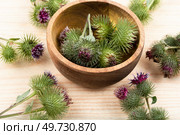 Burdock plant with flowers, herbal medicine on wooden background. Medicinal plant. Burdock plant with flowers. Стоковое фото, агентство Ingram Publishing / Фотобанк Лори