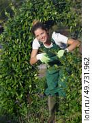 woman pruning an arched garden hedge. Стоковое фото, агентство Ingram Publishing / Фотобанк Лори