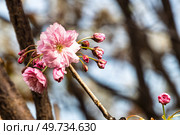 Крупный план розовых махровых цветов и бутонов сакуры на ветке (Prunus serrulata 'Kanzan') Стоковое фото, фотограф Сергей Никифоров-Гордеев / Фотобанк Лори
