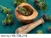 Burdock plant with flowers, herbal medicine. Medicinal plant burdock. Стоковое фото, агентство Ingram Publishing / Фотобанк Лори