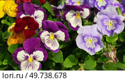 Wild pansies, Viola Tricolor, also known as Johnny Jump Up. Many Purple and Yellow Flowers. Pansies on a Backyard. Landscaping in Green Home Garden. Landscape Design with Flower beds in Summer. Стоковое видео, видеограф Марина Демидюк / Фотобанк Лори