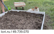 A woman makes furrows on the garden bed. For seed planting. Стоковое видео, видеограф Vadzim Yakubovich / Фотобанк Лори