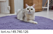 Cute cat lounging on soft purple rug in modern indoor space at home during daylight hours. Стоковое видео, видеограф Наталия Попова / Фотобанк Лори