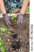 Woman planting peppers seedlings in a garden bed. Covering roots with soil. Vertical video. Стоковое видео, видеограф Vadzim Yakubovich / Фотобанк Лори