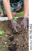 Woman planting peppers seedlings in a garden bed. Covering roots with soil. Vertical video. Стоковое видео, видеограф Vadzim Yakubovich / Фотобанк Лори